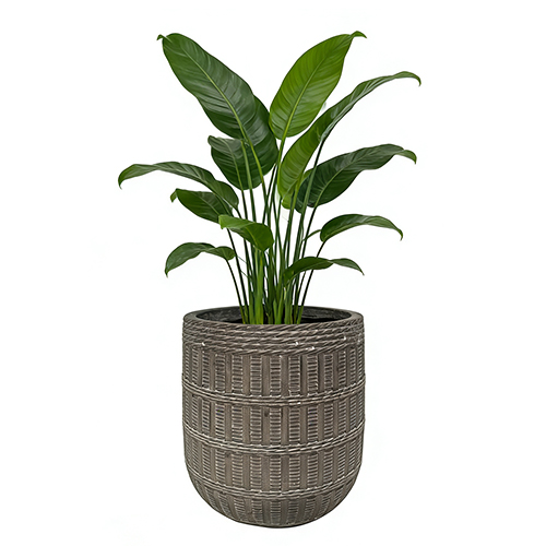 Woven Planter With Plant